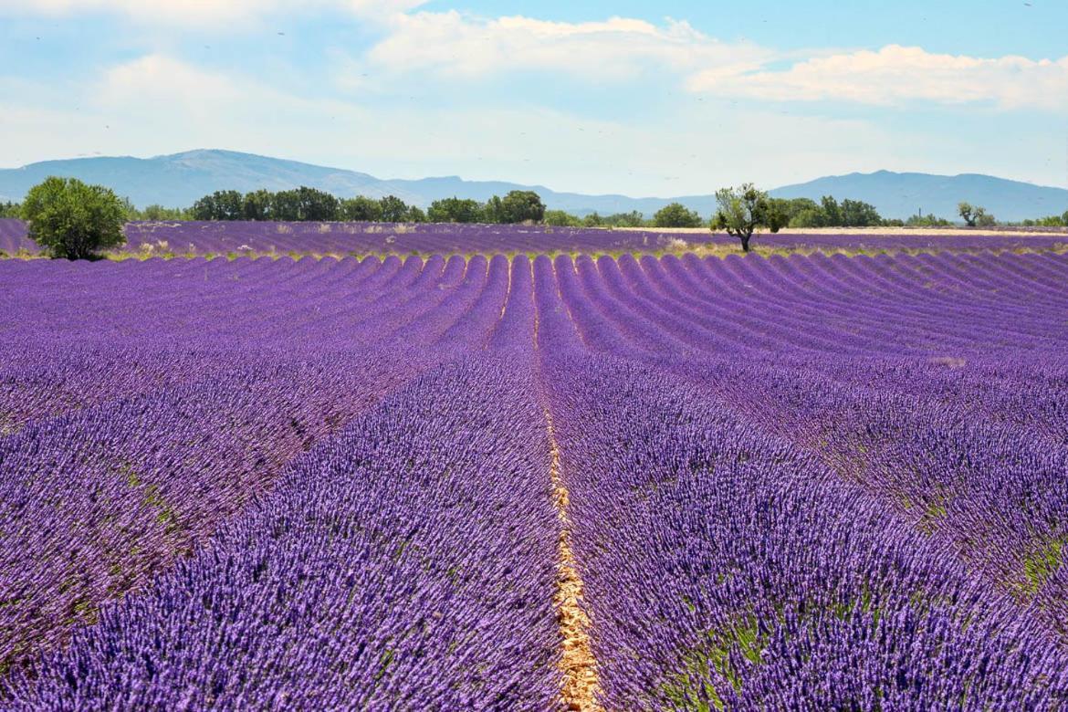 Roulotte Bohemian Lover In Provence, Valensole Extérieur photo